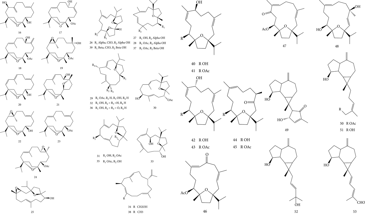 香精與香料(83)—乳香(Frankincense)