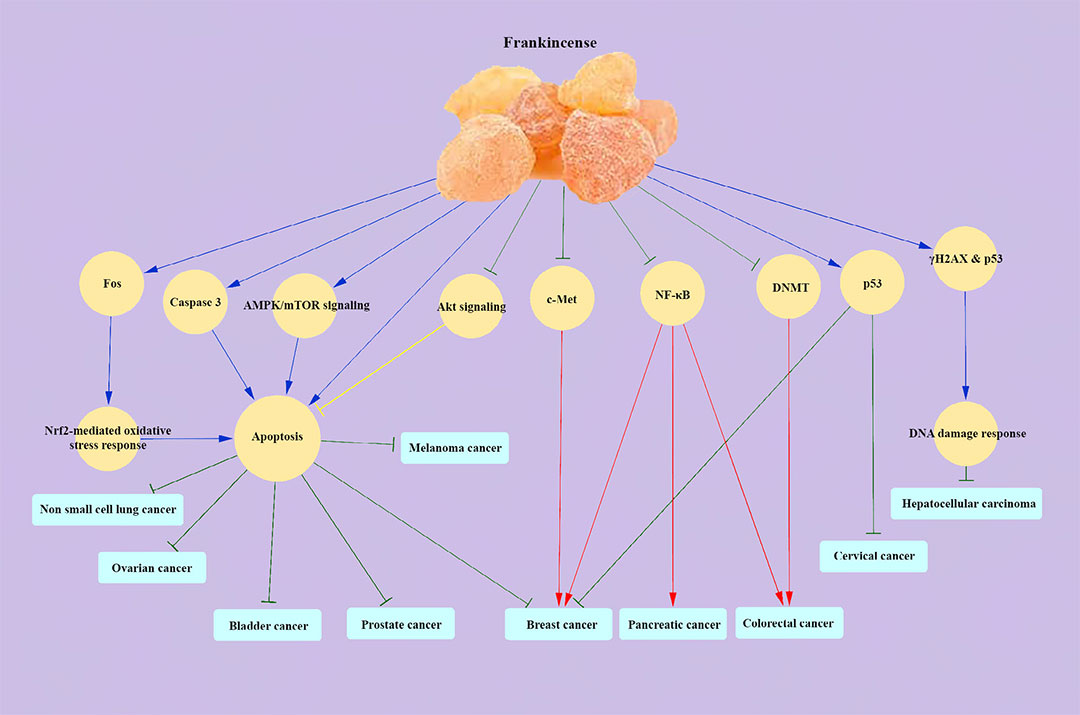 香精與香料(83)—乳香(Frankincense)