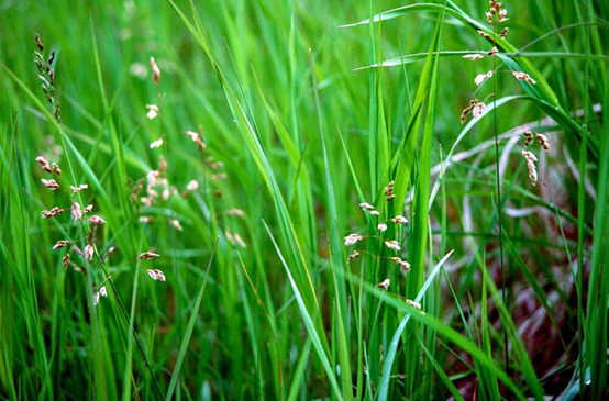 香精與香料(110)—茅香