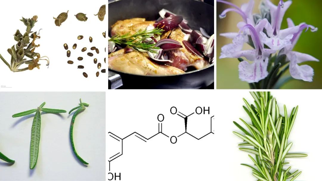 香精與香料(115)—迷迭香