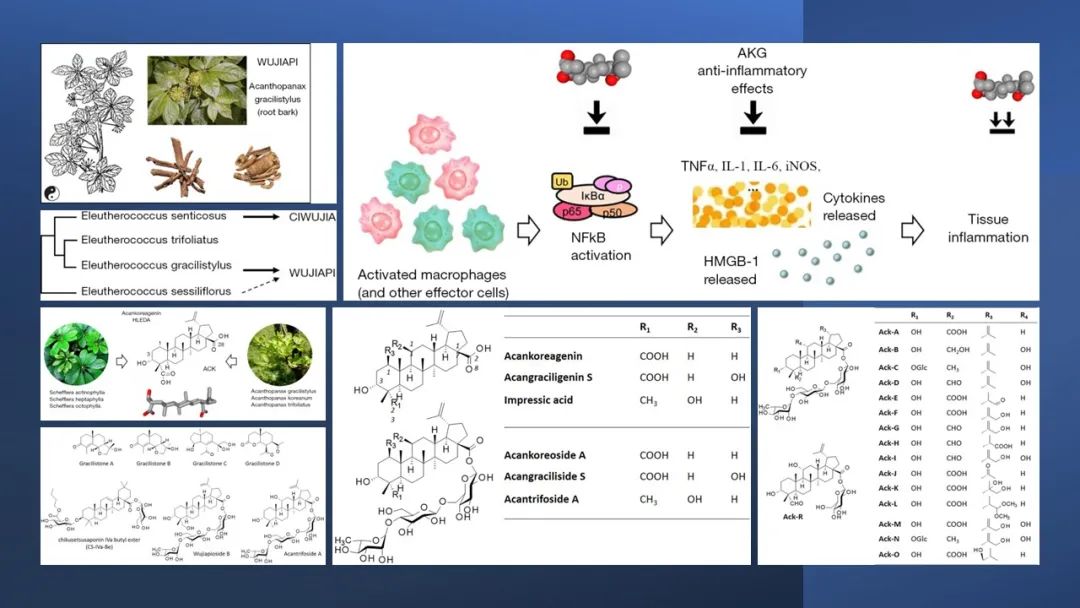 香精與香料(130)—五加皮