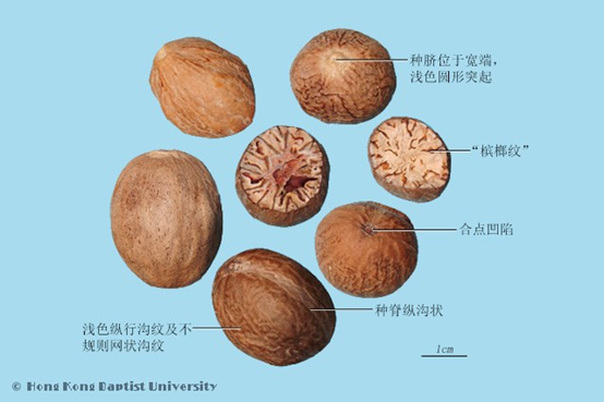 香精與香料(152)—豆蔻