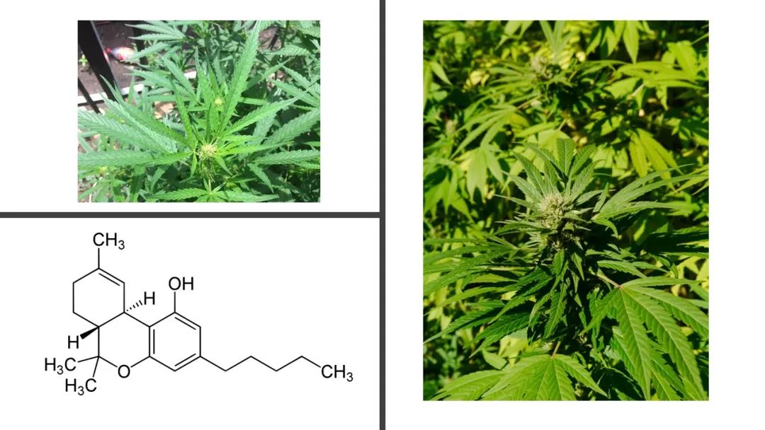 香精與香料(180)—火麻仁