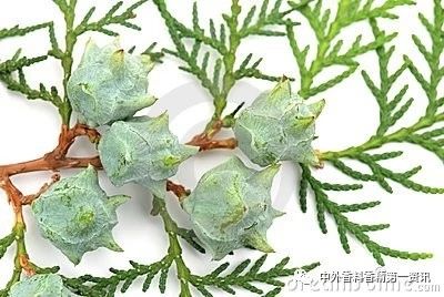 Flavor & Fragrance 文獻(xiàn)綜述：天然香精提取，生產(chǎn)和研究領(lǐng)域的進(jìn)展