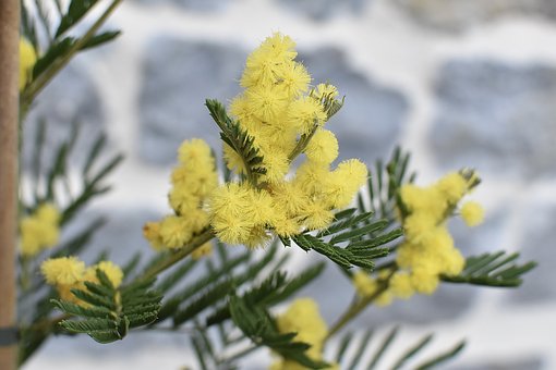 幾種常見的花香香精