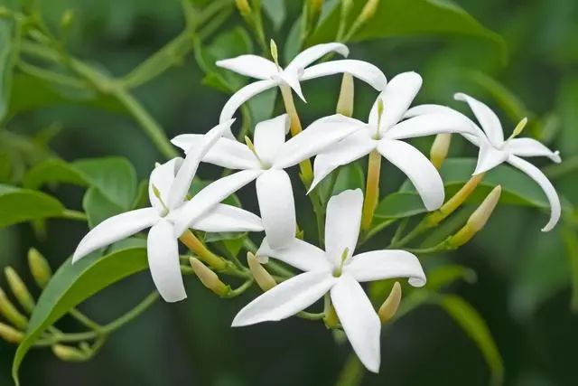 室內(nèi)種植這幾種植物，讓你的房間充滿芳香，凈化空氣，芬芳室內(nèi)